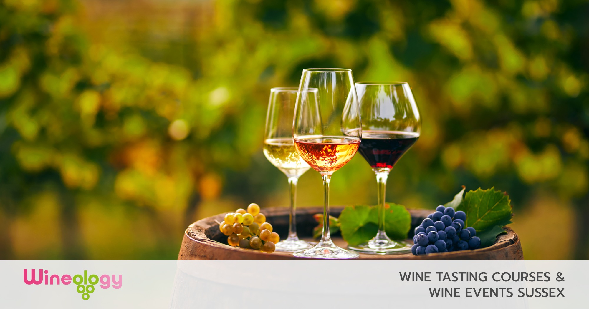 Wine Tasting Events Sussex | Group Wine Tasting